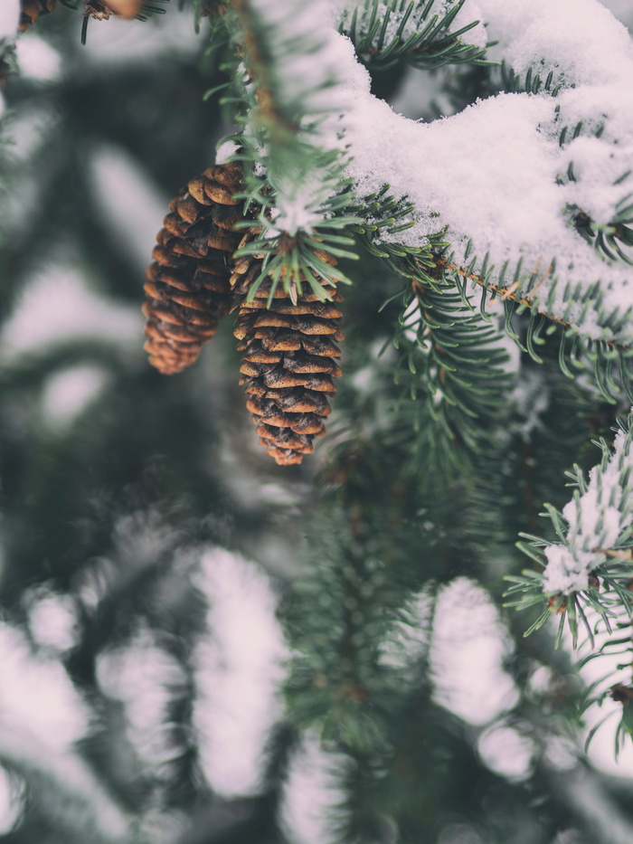松树，球果，雪，冬天，植物，自然，树木，生长