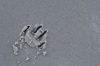 沙子，桌面，爪子印，爪子，海滩，狗，无人，高角度视图