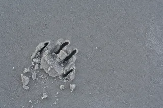 沙子，桌面，爪子印，爪子，海滩，狗，无人，高角度视图