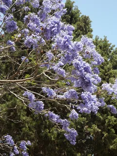 开花, 鲜花, 树, 蓝花楹, 花, 自然, 紫色 开花, 鲜花, 树, 蓝花楹, 花, 自然, 紫色