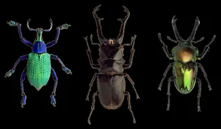 甲虫, 野生, 动物, 昆虫, 自然, 特写, 黑色背景, 工作室拍摄