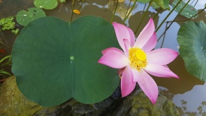 莲花、花、水、叶、植物、禅、绿、粉