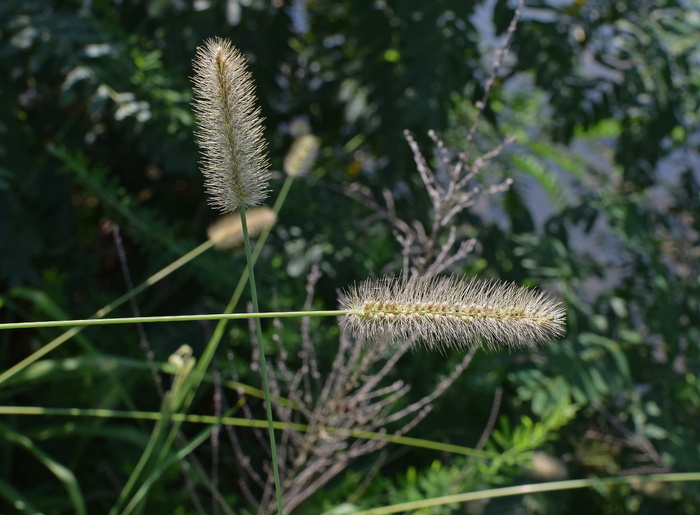 松鼠尾草，草，植物，单子叶植物，种子，自然，模糊，生长