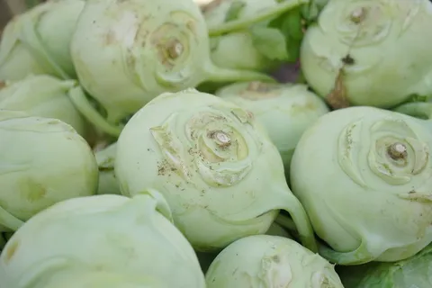 大头菜、蔬菜、甘蓝、甘蓝、大头菜、甜菜、芸苔、芜菁