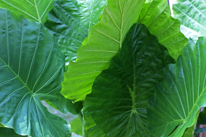 大象耳朵，植物，大叶，叶子，叶子，绿叶，大绿叶，大象