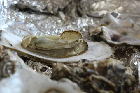 牡蛎,烤牡蛎,海鲜,食物,烹饪,烤,选择性聚焦,特写 牡蛎,烤牡蛎,海鲜,食物,烹饪,烤,选择性聚焦,特写