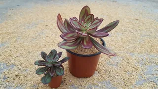 红司，丸叶，植物，盆景，观赏，自然，无人，土地