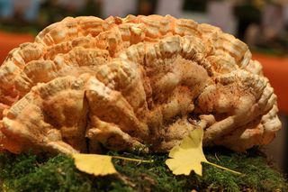 硫磺乳菇，第二面，自然，食物，特写，食物和饮料，新鲜度，关注前景