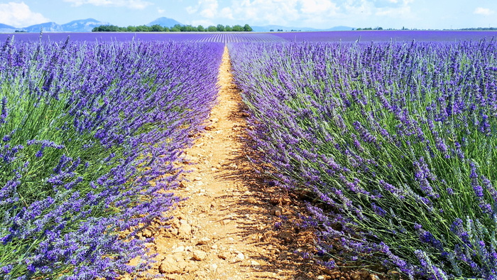 薰衣草, 原野, 芙蓉, 蜜蜂, Valensole, 花, 自然之美, 植物