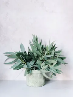 白盆上的植物照片