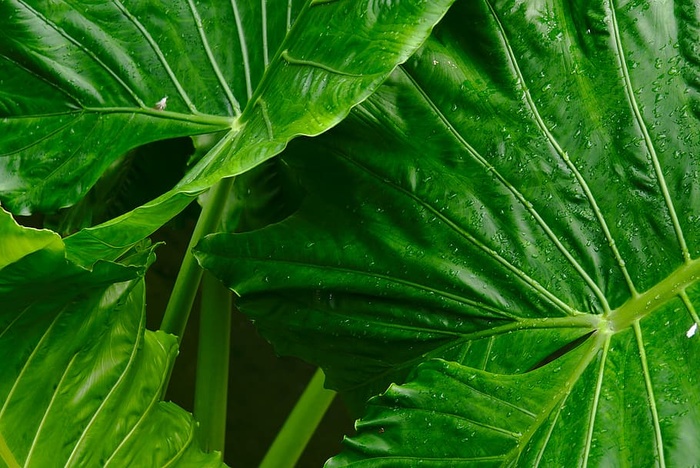 绿色植物的浅聚焦摄影
