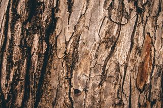 在美国，迈阿密湖，木头，木头，背景，树皮，树木，自然