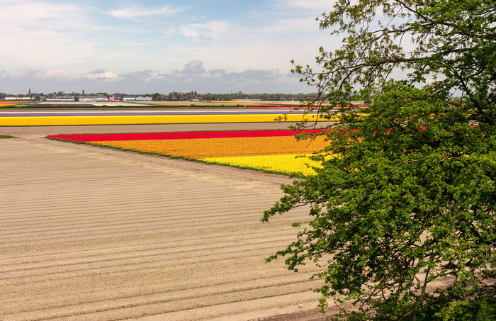 景观，自然，天然火鸡，依附，磨坊，花，奇切瓦田野，郁金香