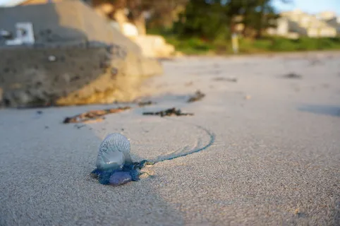 澳大利亚,入口,日出,蓝色,水母,海滩,海堤,沙滩 澳大利亚,入口,日出,蓝色,水母,海滩,海堤,沙滩