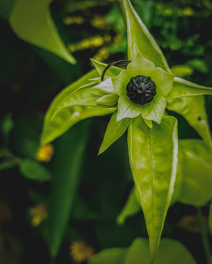 绿叶植物