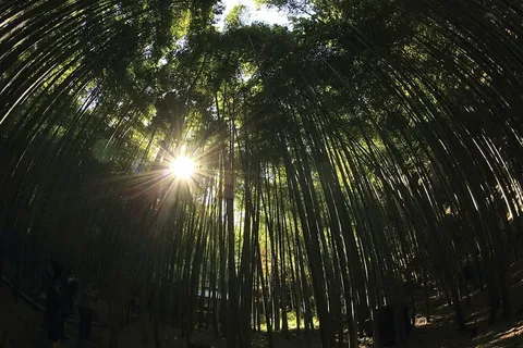 鱼眼低角度视图，树木，自然，景观，森林，森林，旅游，冒险