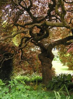 壮丽，哭泣，日本枫树，在秋天，植物，树木，生长，自然