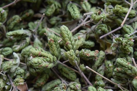 牛至，香料，草药，植物，干燥，背景，香料，烹饪草药