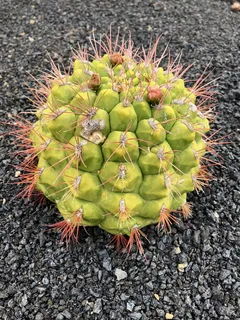 仙人掌，植物，荆棘，花园，自然，沙漠，美丽，仙人掌花