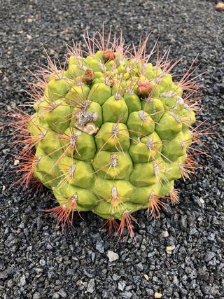 仙人掌，植物，荆棘，花园，自然，沙漠，美丽，仙人掌花