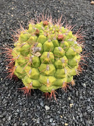 仙人掌，植物，荆棘，花园，自然，沙漠，美丽，仙人掌花