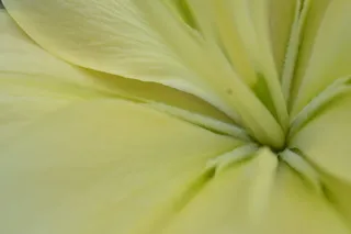 百合、花、芯、背景、全框架、新鲜、自然美、植物