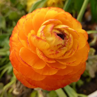 ranunkeln、buttercup、frühlingsblüher、orient、盆栽植物、黄橙花、开花植物、花朵