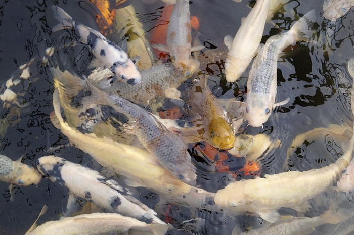锦鲤、鱼、鲤鱼、池塘、动物群、游泳、动物主题、脊椎动物