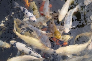 锦鲤、鱼、鲤鱼、池塘、动物群、游泳、动物主题、脊椎动物
