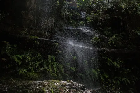 自然,森林,森林,树叶,树木,水,瀑布,绿色 自然,森林,森林,树叶,树木,水,瀑布,绿色
