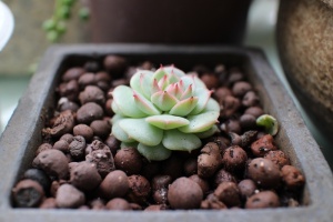 肉质的，春天的，盆栽的，新鲜的，植物的，生长的，泥土的，自然的