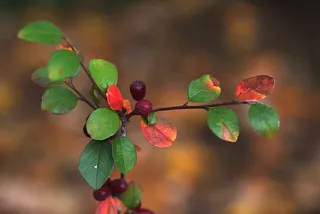 叶子，红色，凯西，秋天，颜色，自然，叶子，植物部分
