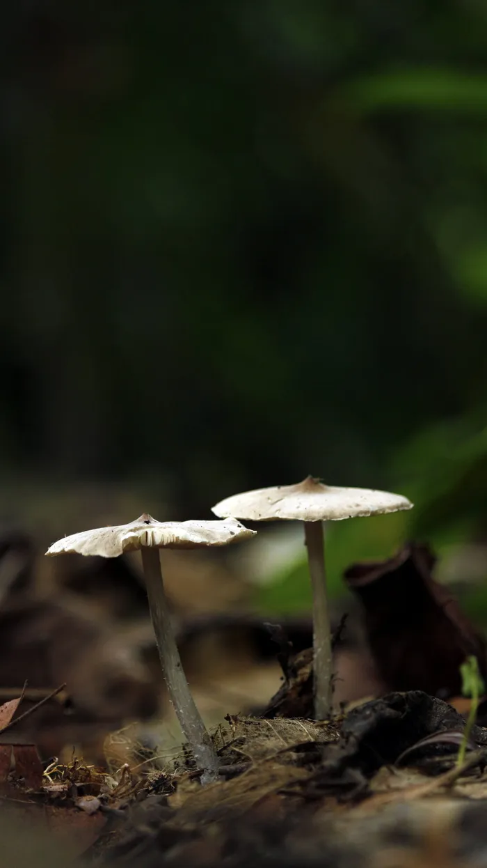 蘑菇的选择性聚焦摄影