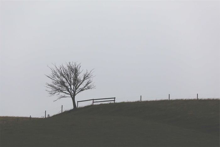棕色，树，草地，白天，风景，篱笆，草地，田野