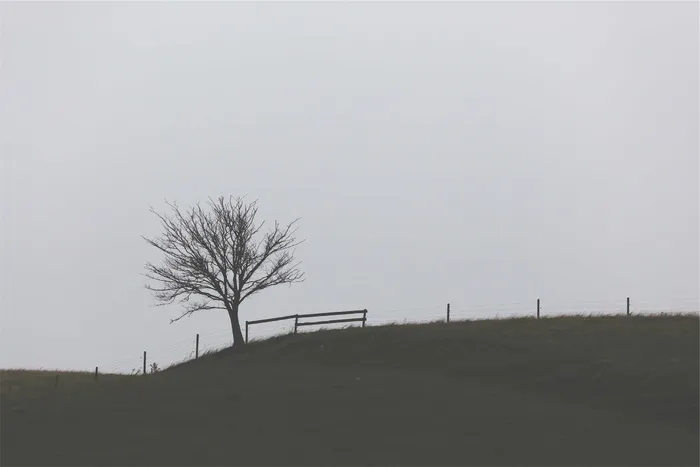 棕色，树，草地，白天，风景，篱笆，草地，田野