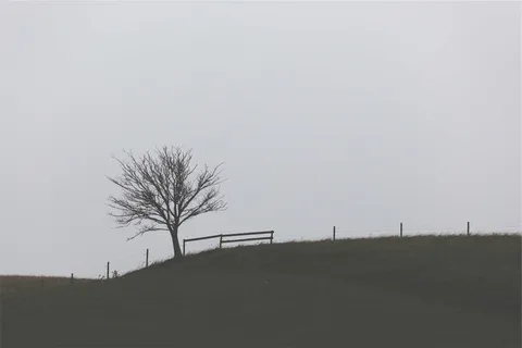 棕色,树,草地,白天,风景,篱笆,草地,田野 棕色,树,草地,白天,风景,篱笆,草地,田野