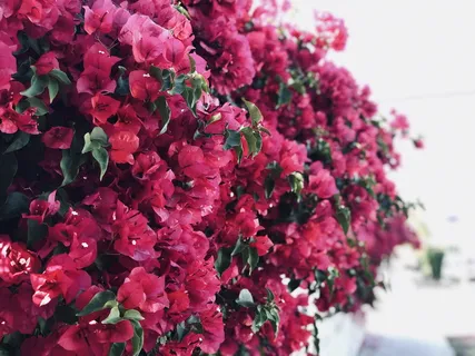 天竺葵,花,植物,花,灌木,植被,花瓣,美国 天竺葵,花,植物,花,灌木,植被,花瓣,美国