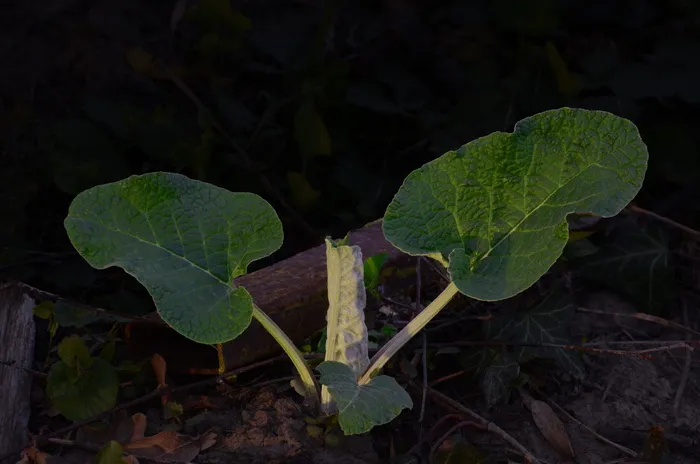 植物，叶，花，花，脉，绿，生长，叶