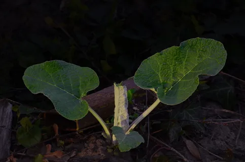 植物，叶，花，花，脉，绿，生长，叶
