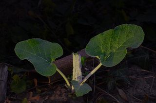 植物，叶，花，花，脉，绿，生长，叶