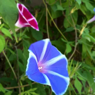 花，牵牛花，植物，花，开花植物，花瓣，自然之美，脆弱