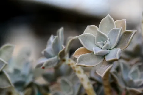 肉质植物,肉质在这,仙人掌,花园,花,植物,花园,盆栽植物 肉质植物,肉质在这,仙人掌,花园,花,植物,花园,盆栽植物
