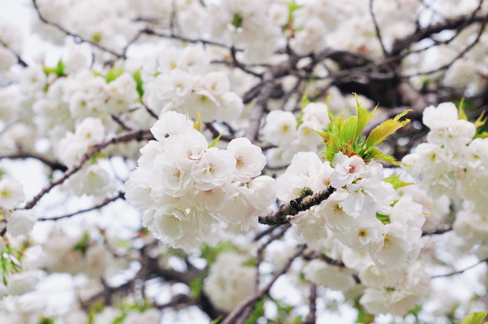 樱桃、树、花、枝、季节、花、李子、特写