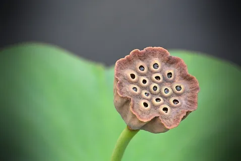 自然,水生植物,池塘,植物,特写,绿色,叶子,植物部分 自然,水生植物,池塘,植物,特写,绿色,叶子,植物部分