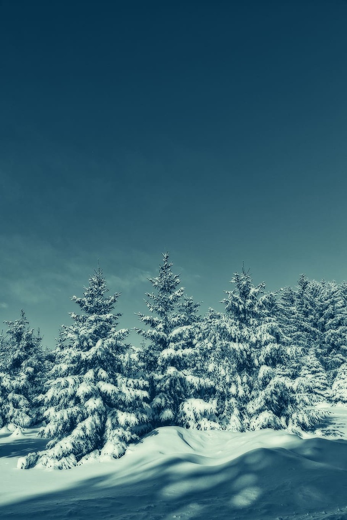 被雪覆盖的绿树