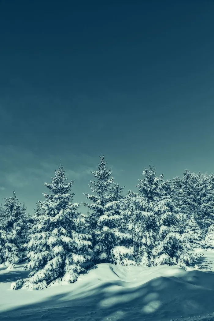 被雪覆盖的绿树