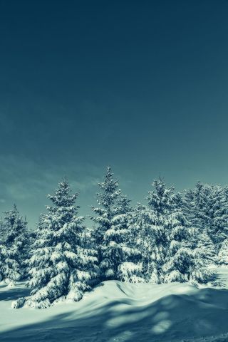 被雪覆盖的绿树