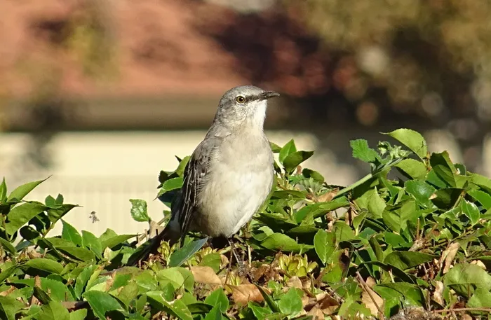 北知更鸟, mimus polyglottos, 知更鸟, 鸟, 禽, 野生动物, 鸟类学, mimidae