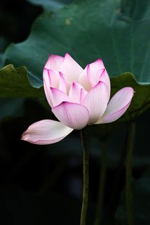 荷花,广东,夏天,睡莲,睡莲,自然,植物,池塘 荷花,广东,夏天,睡莲,睡莲,自然,植物,池塘