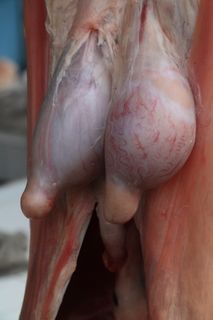 屠夫，屠宰，肉，食品，整只，切，屠宰，生